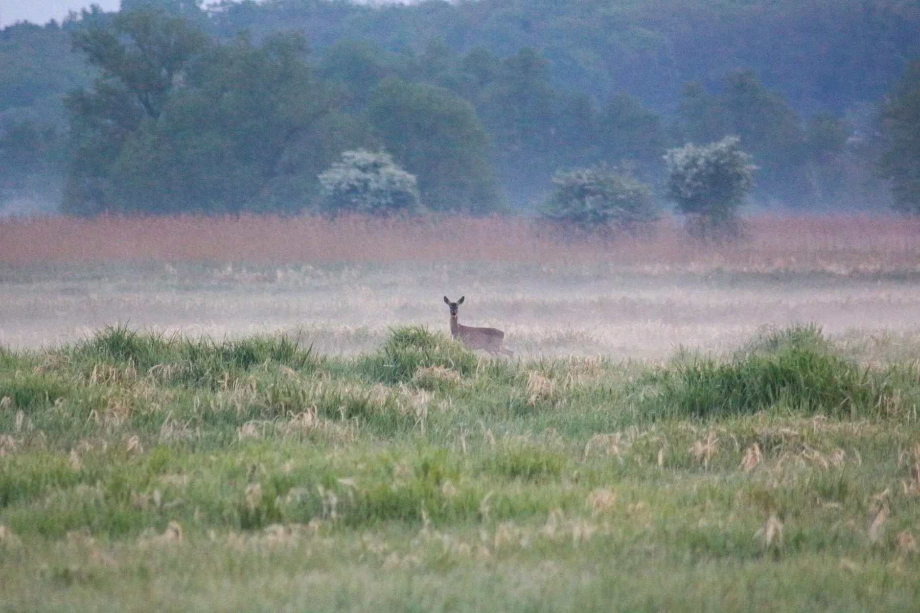 A roe deer in the morning mist at the edge of a wet meadow.