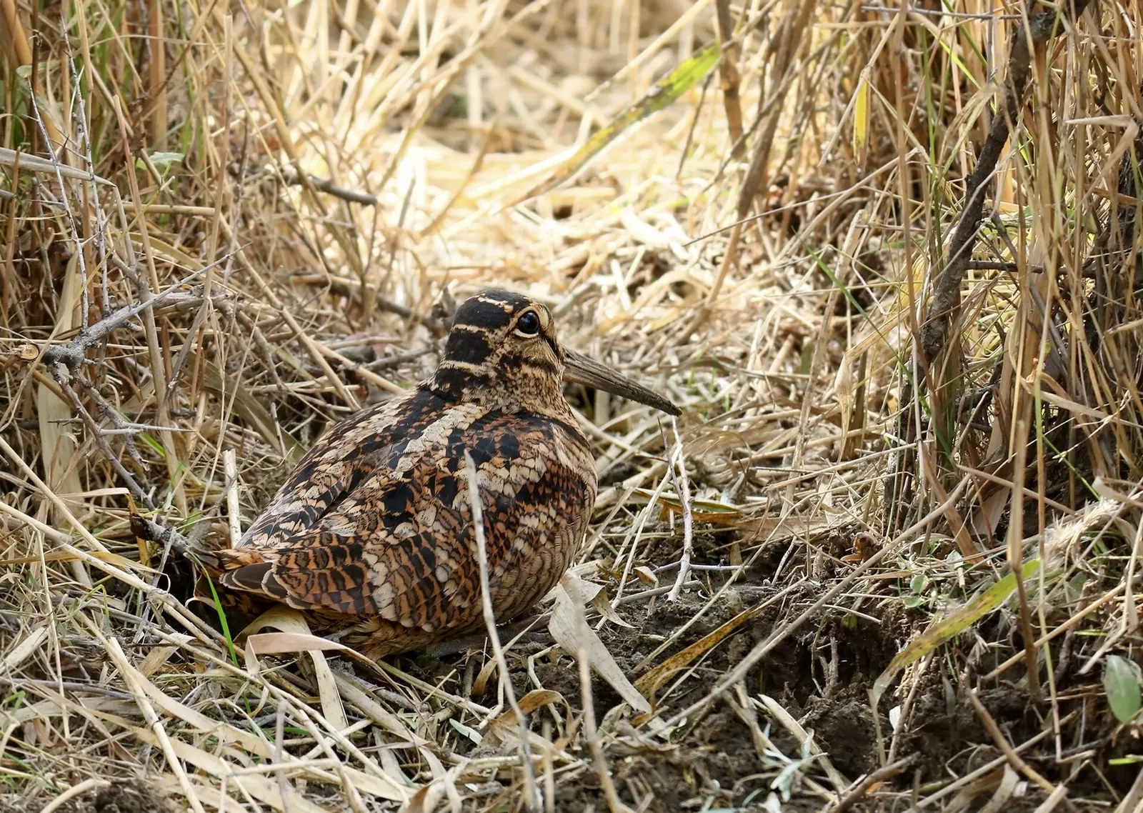 Bécasse des bois (Scolopax rusticola)