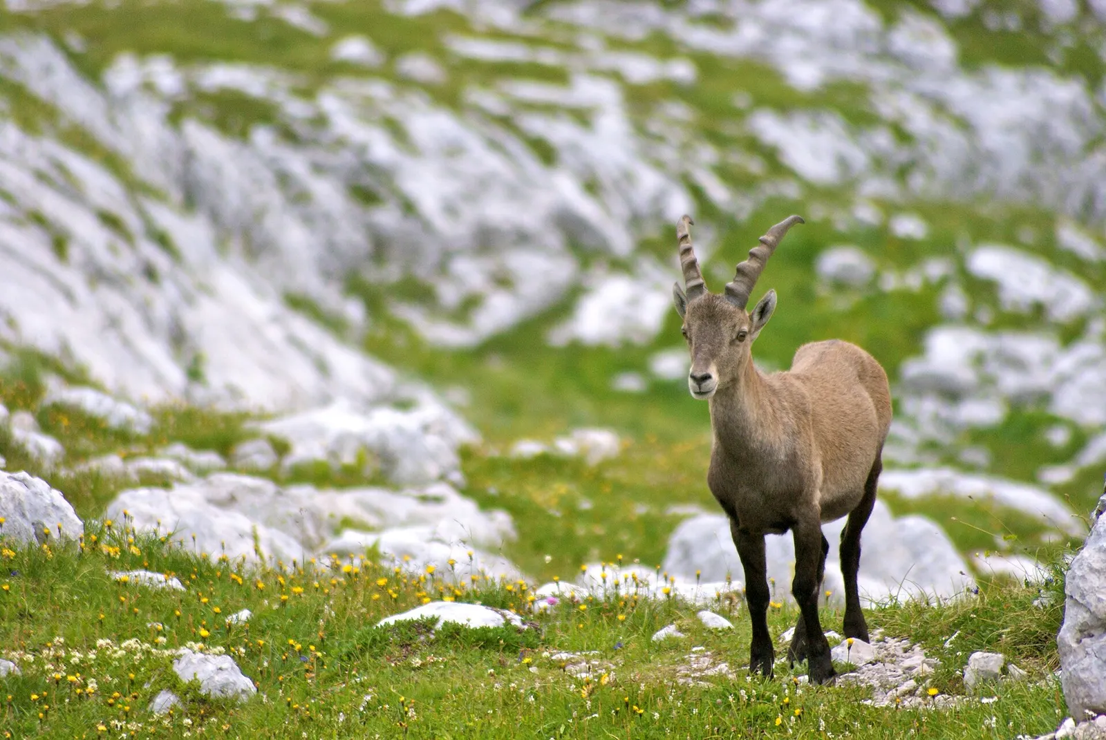 Bouquetin des Alpes sur un alpage calcaire fleuri.