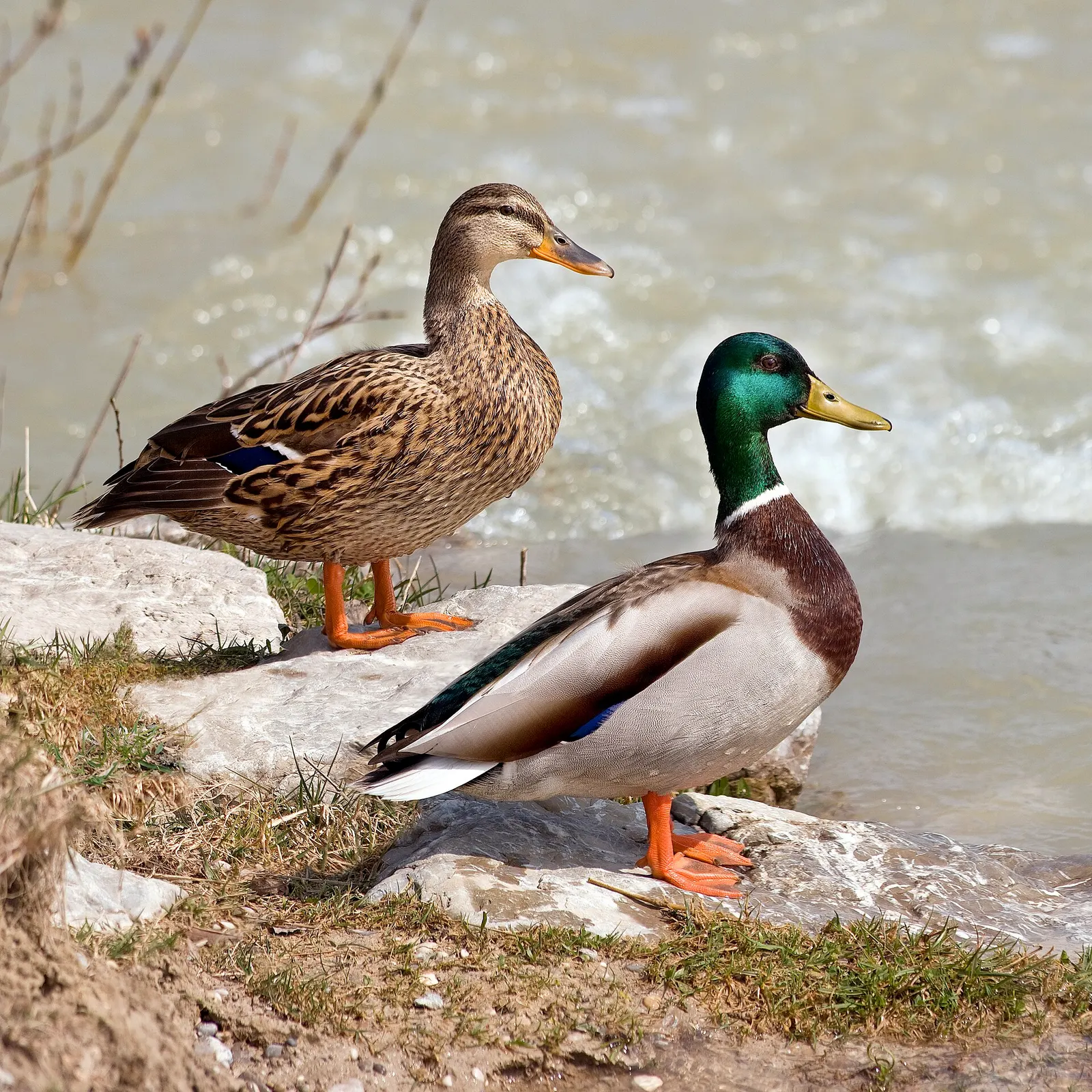 Canards sauvages (Anatidae)