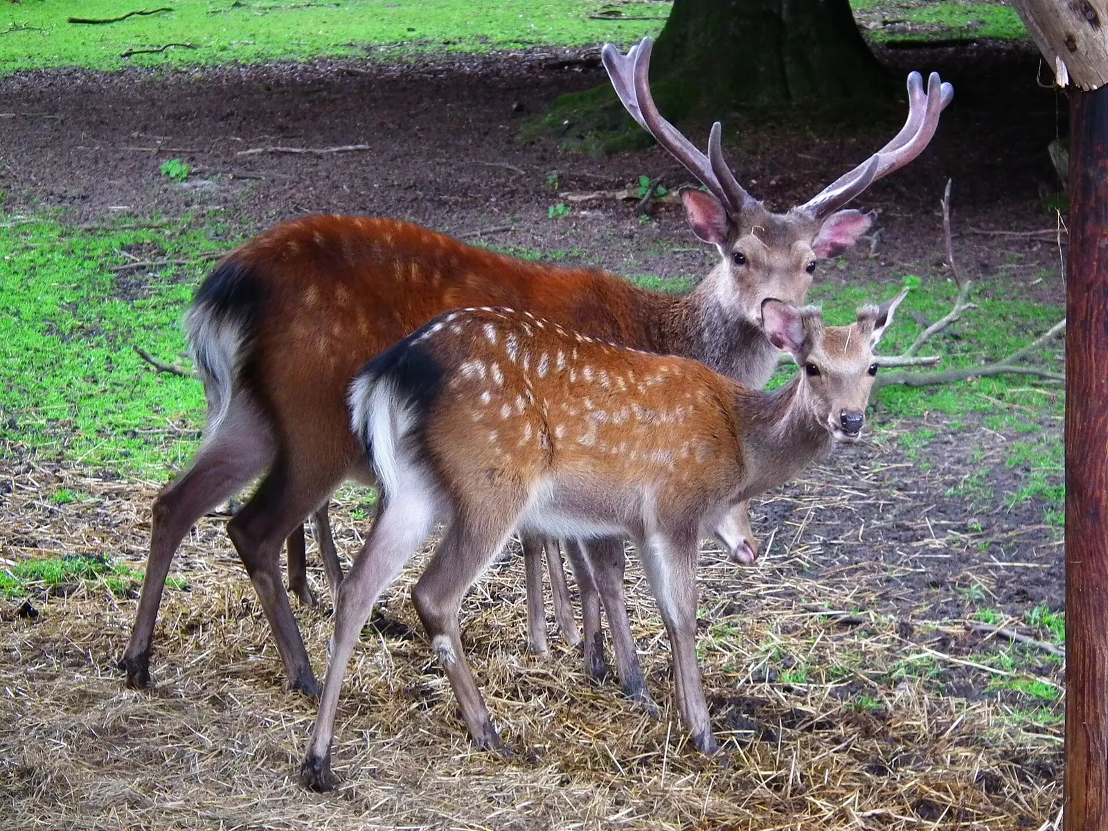 Cerf Sika (Cervus nippon)