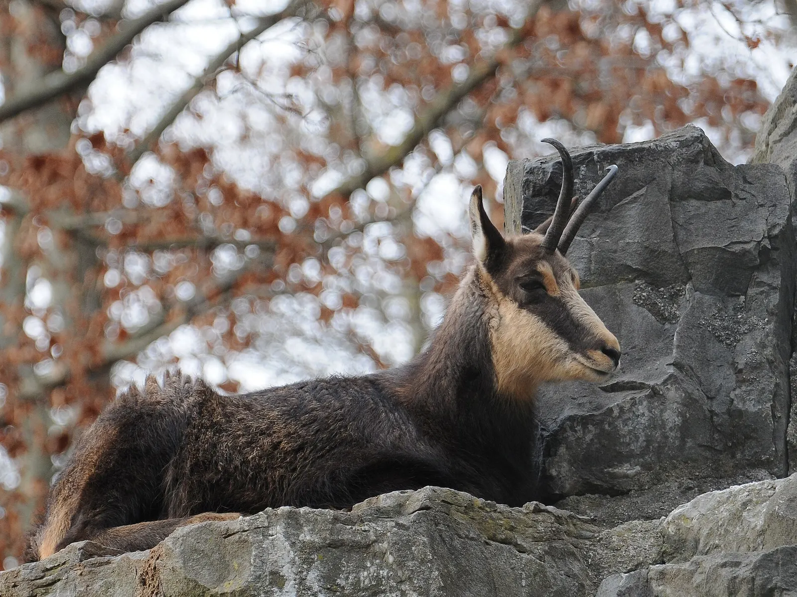 Chamois adulte au repos sur une vire rocheuse.
