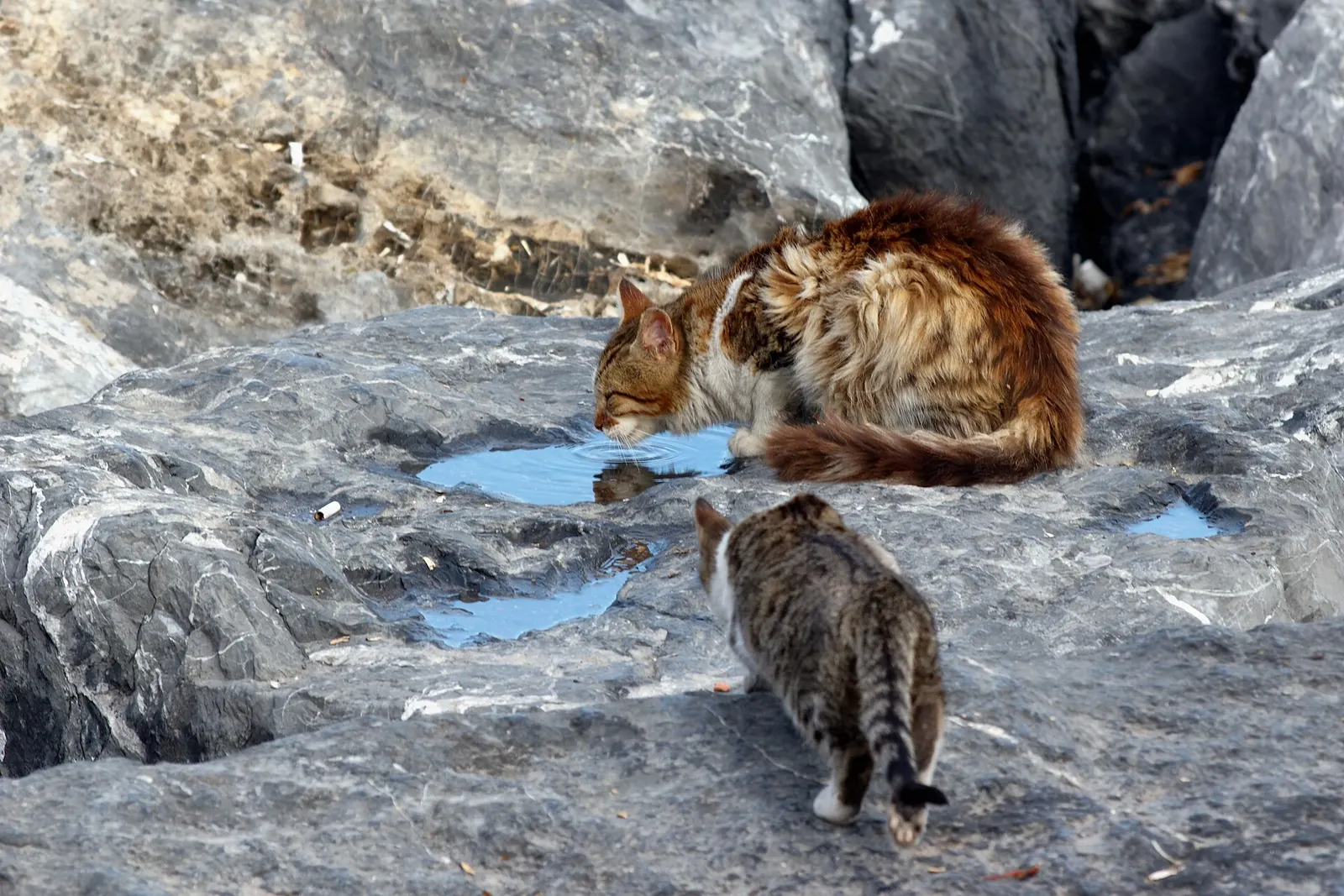 Chat haret (Felis catus)