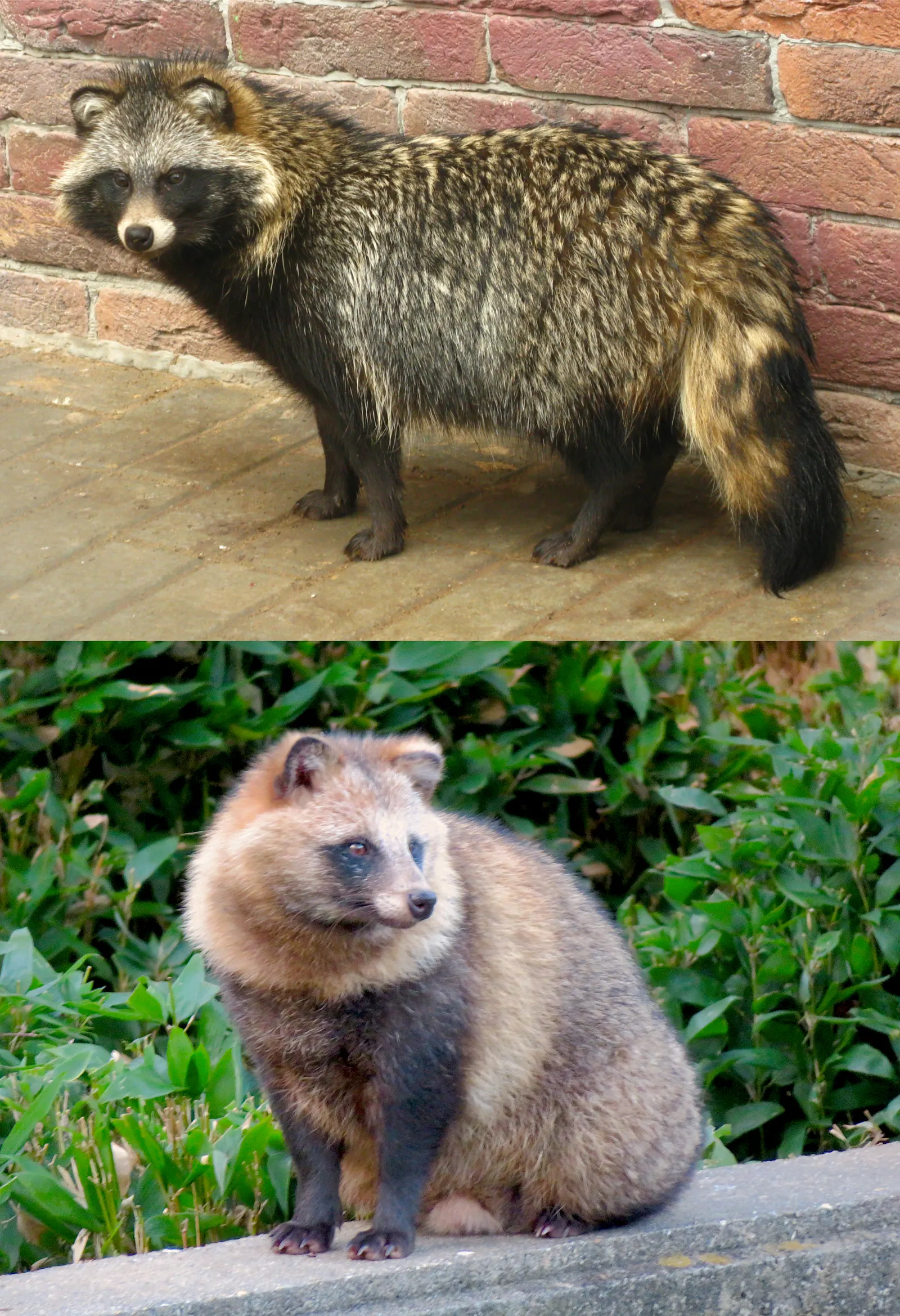 Chien viverrin (Nyctereutes procyonoides)