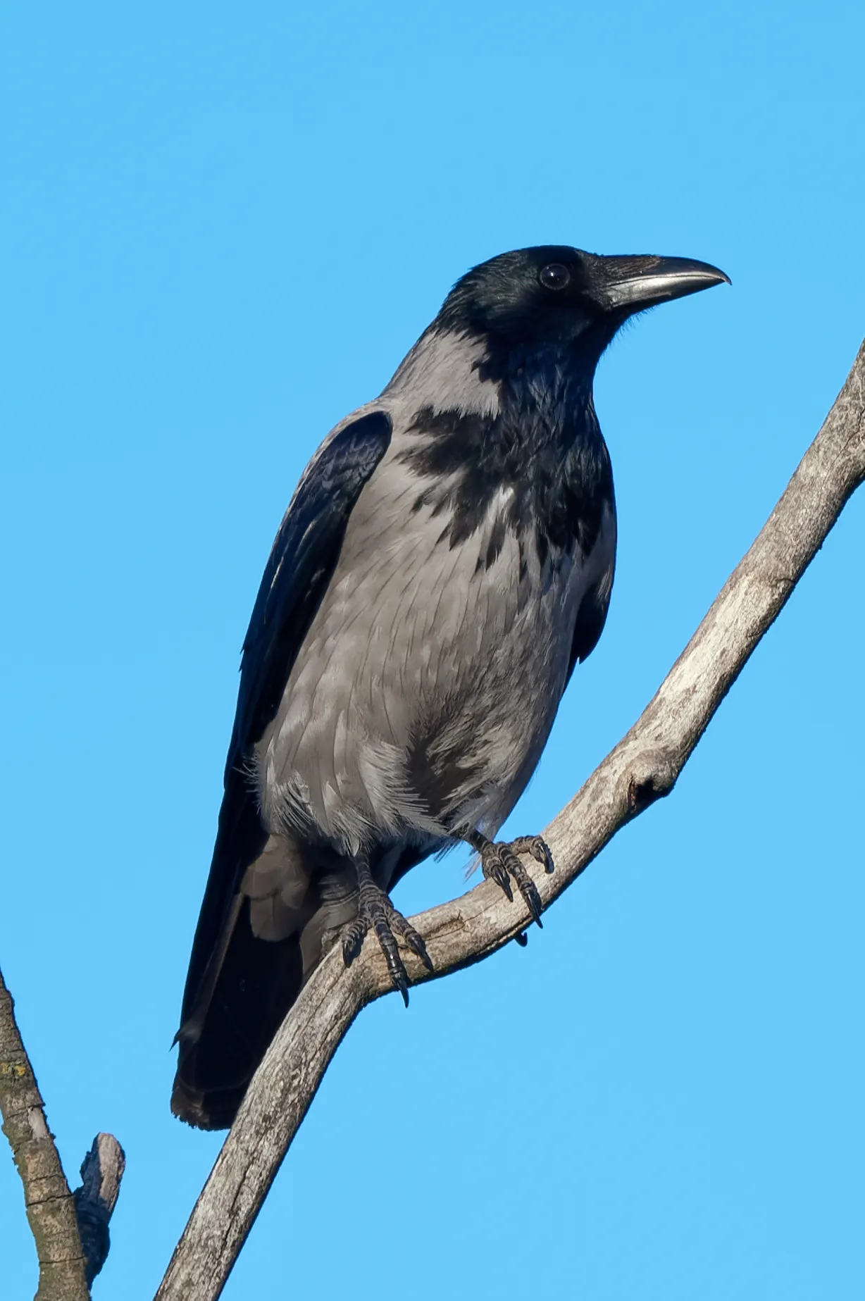 Corneille mantelée (Corvus cornix)