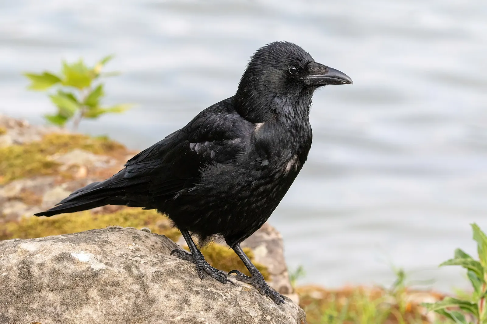 Corneille noire (Corvus corone)
