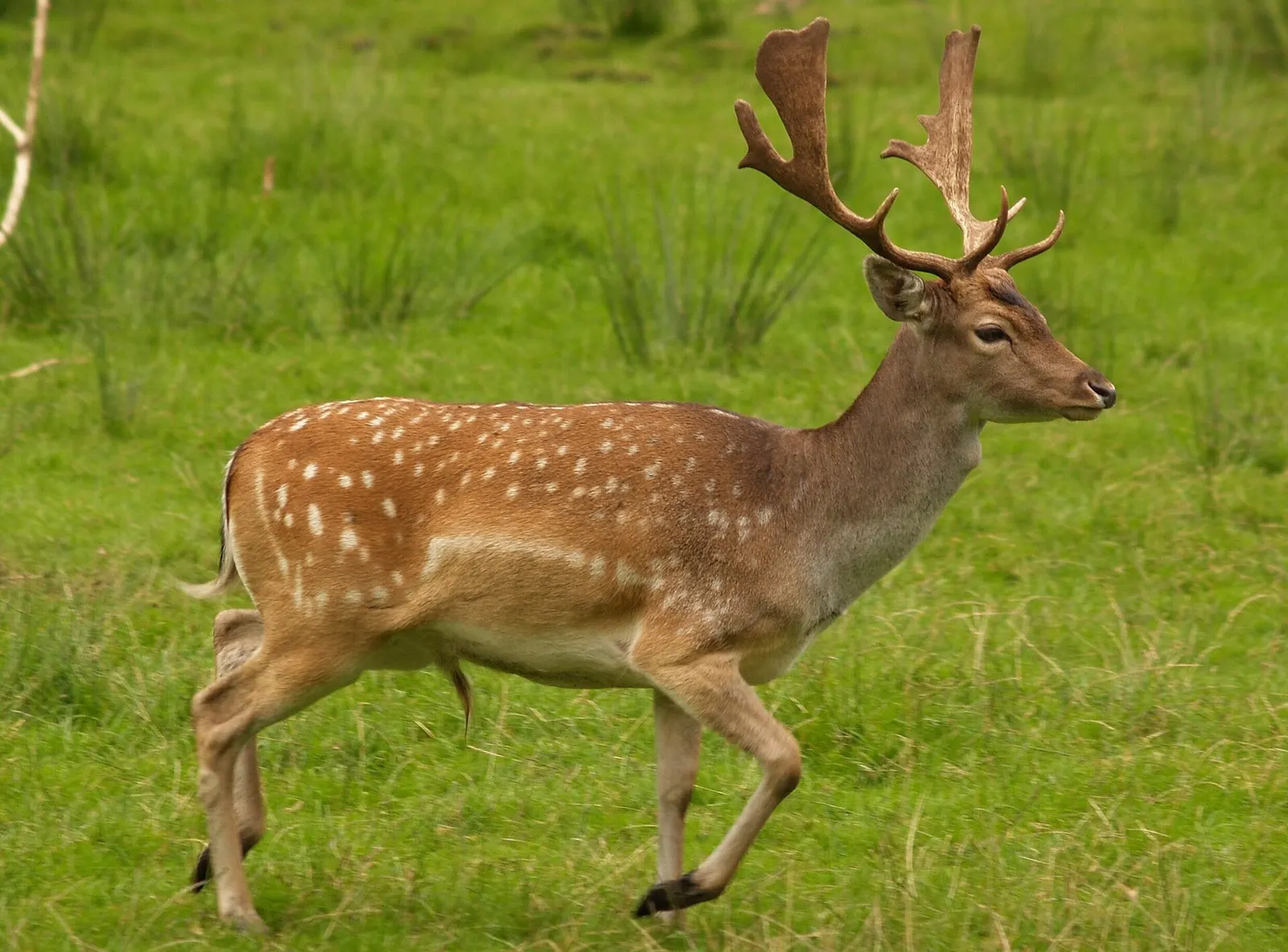 Daim (Dama dama)