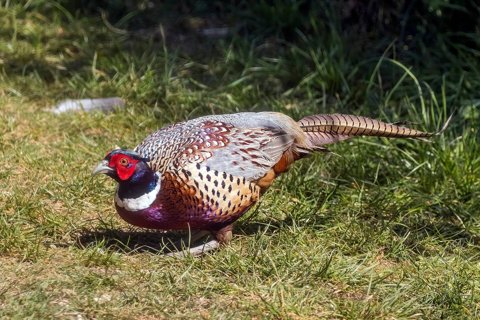 Faisan de Colchide (Phasianus colchicus)