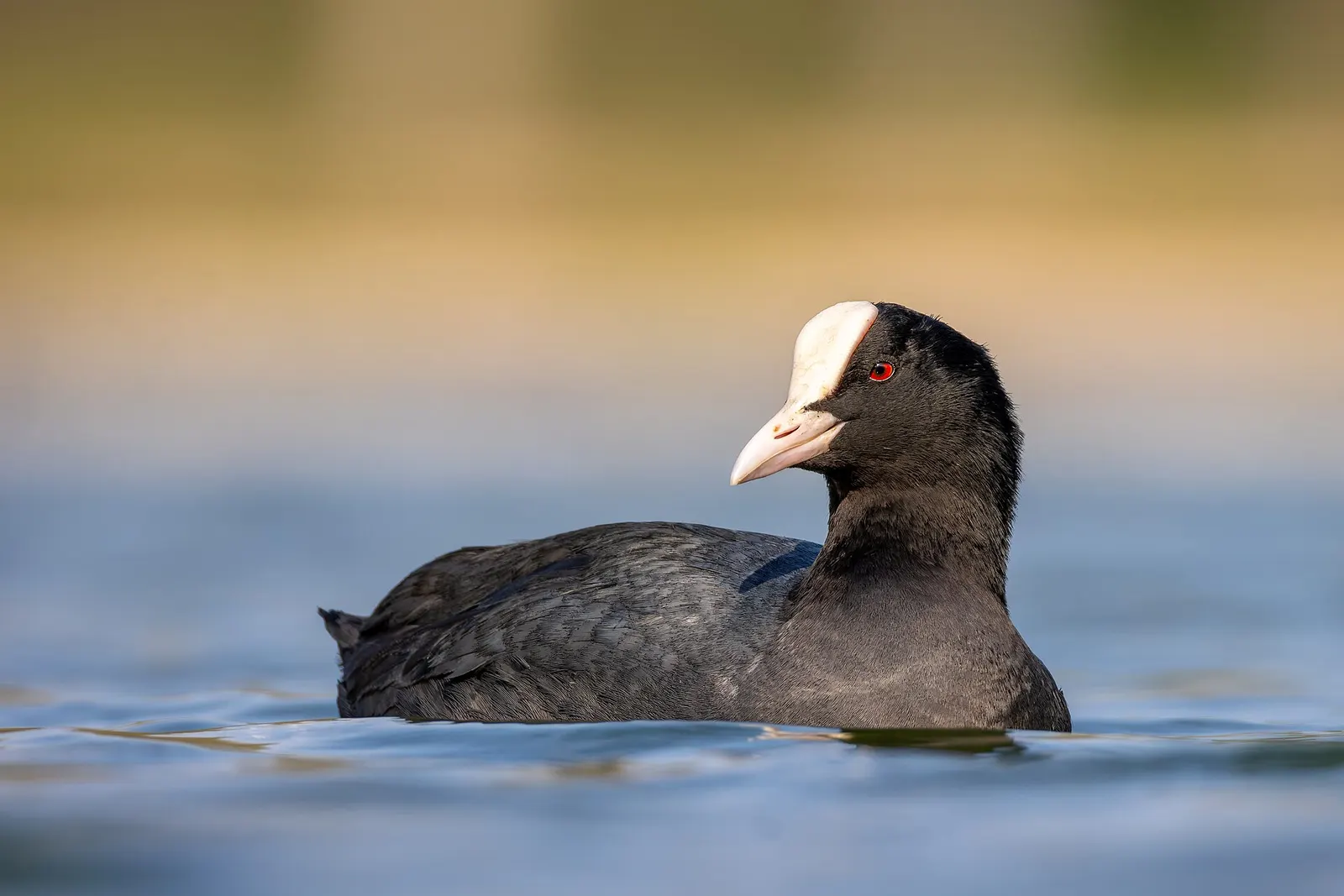 Foulque macroule (Fulica atra)