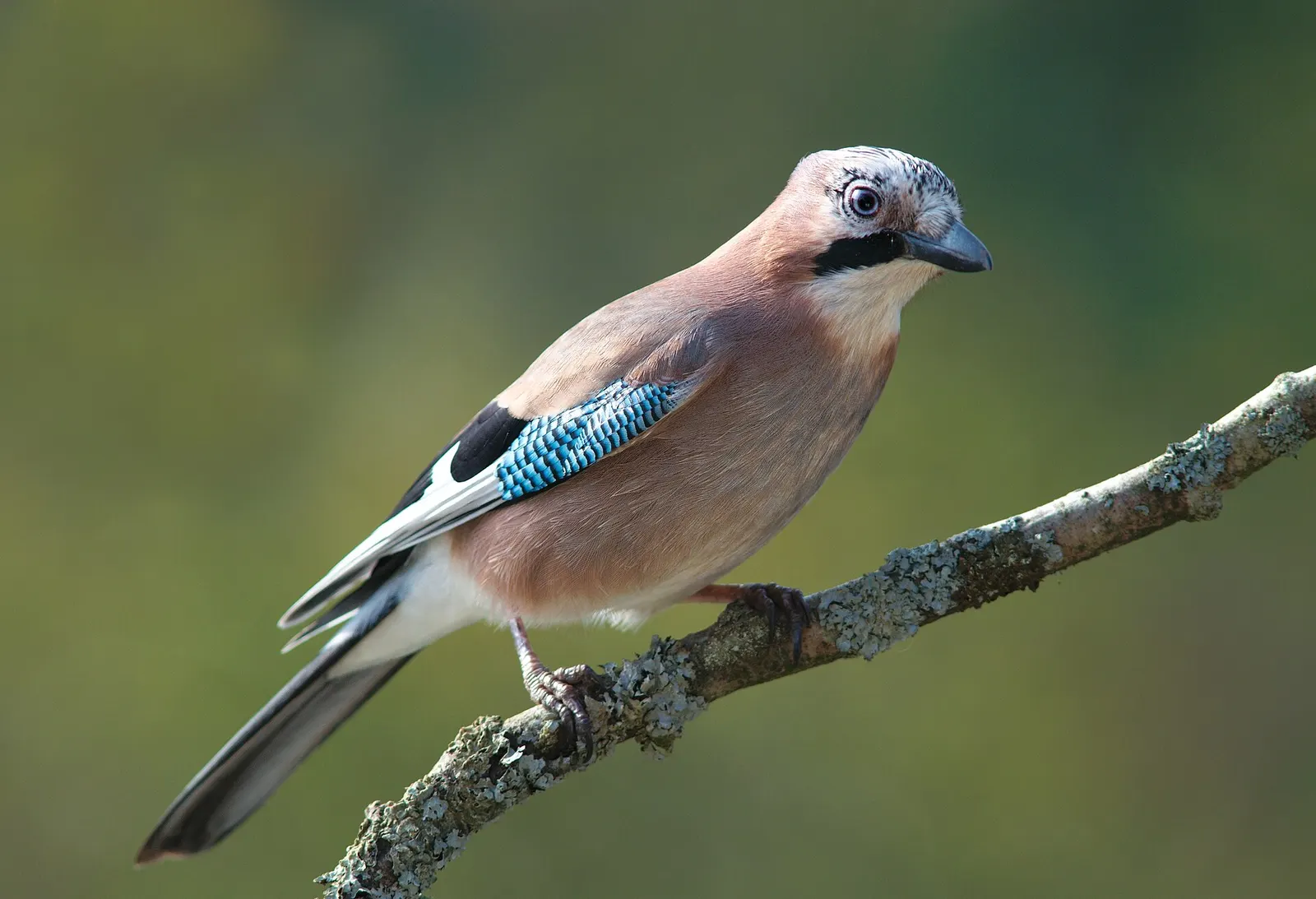 Geai des chênes (Garrulus glandarius)