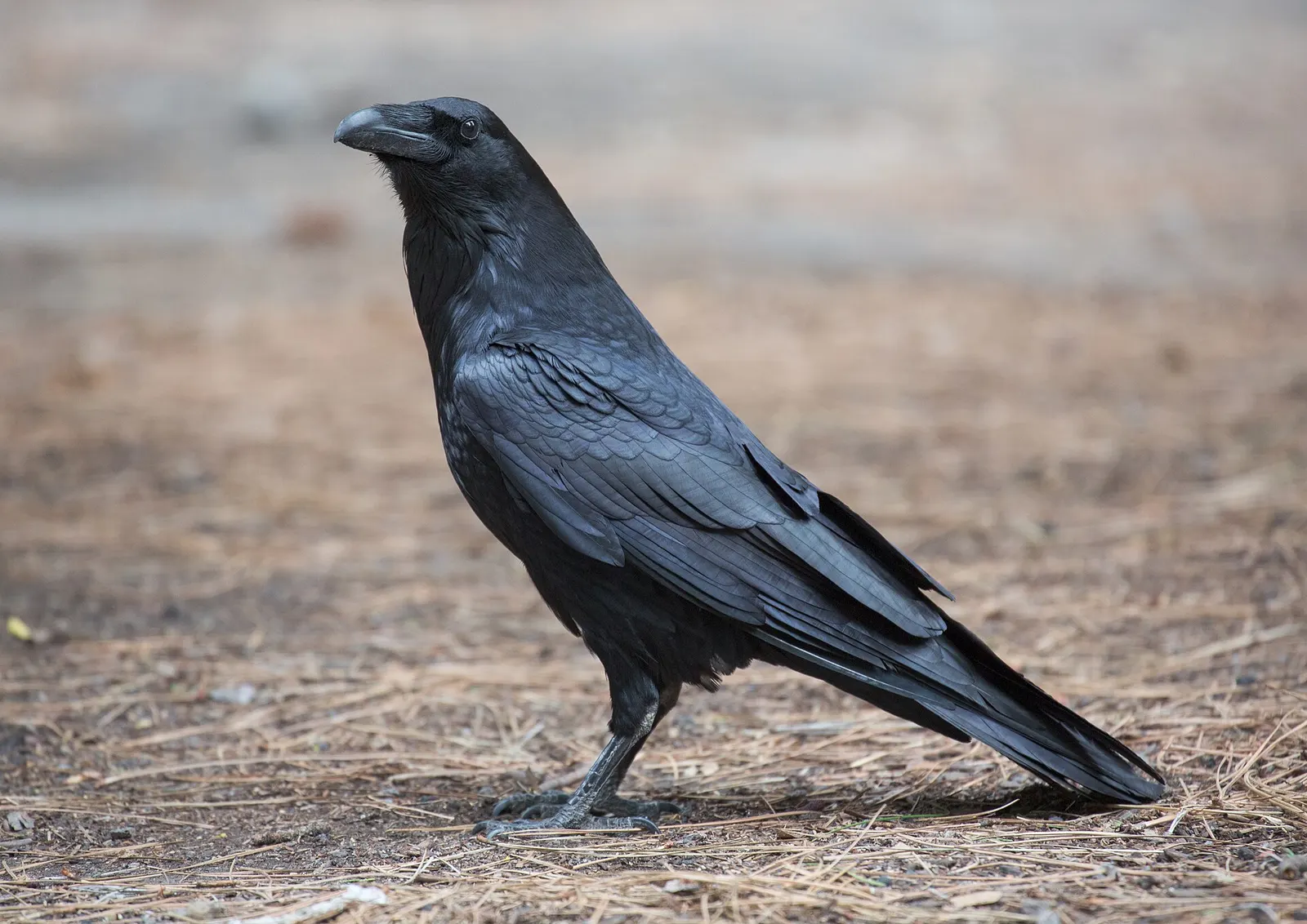 Grand corbeau (Corvus corax)
