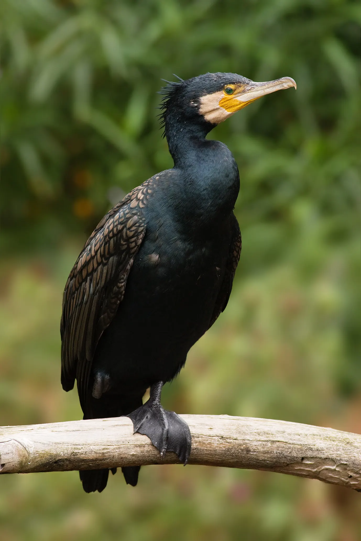 Grand cormoran (Phalacrocorax carbo)
