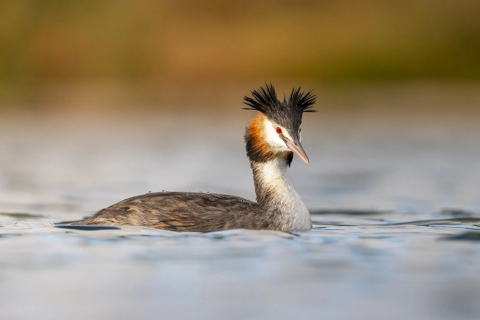 Grèbe huppé (Podiceps cristatus)