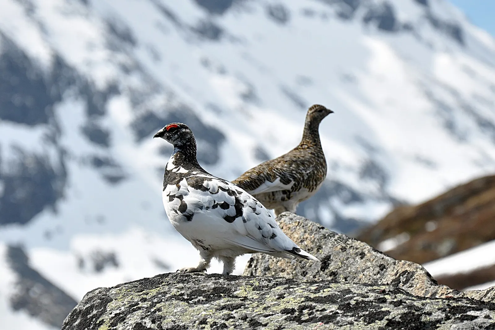Lagopède alpin (Lagopus muta)