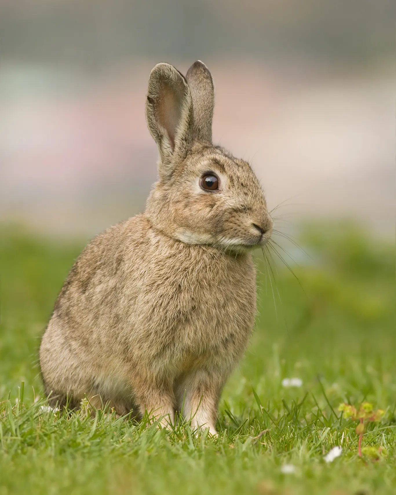 Lapin de garenne (Oryctolagus cuniculus)