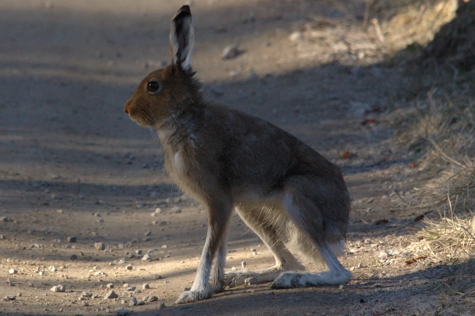 Lièvre variable (Lepus timidus)