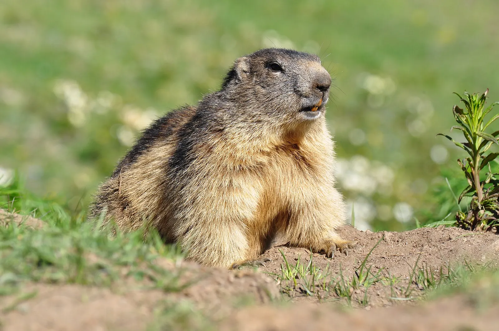 Marmotte des Alpes en sentinelle devant son terrier.