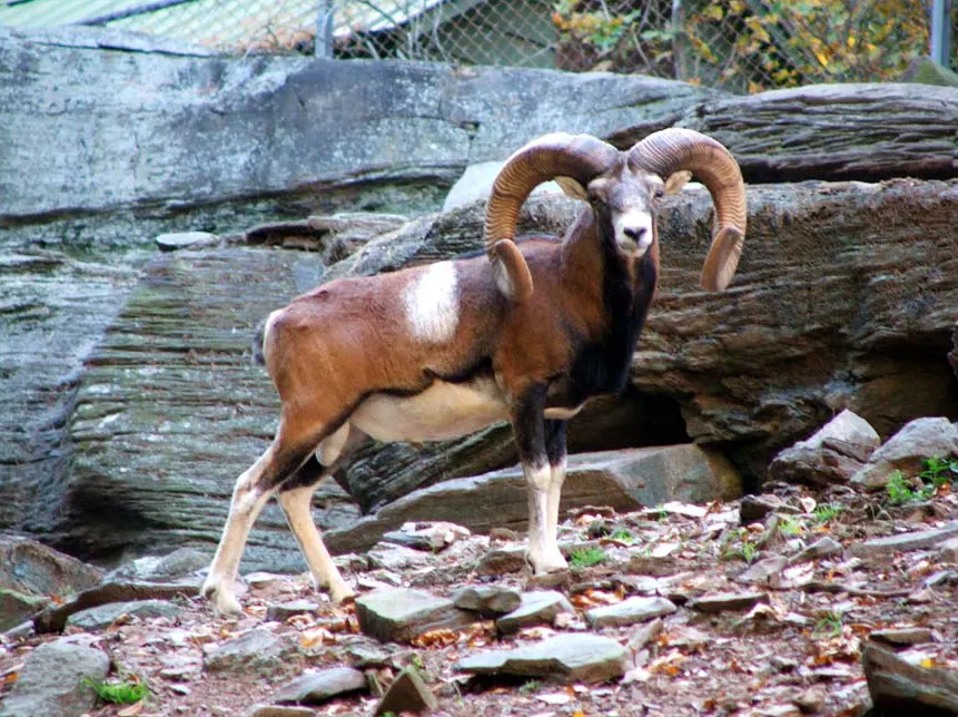 Mouflon (Ovis gmelini musimon)