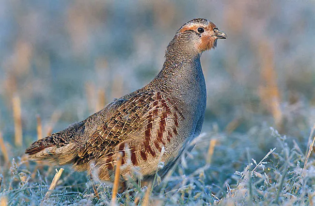 Perdrix grise (Perdix perdix)