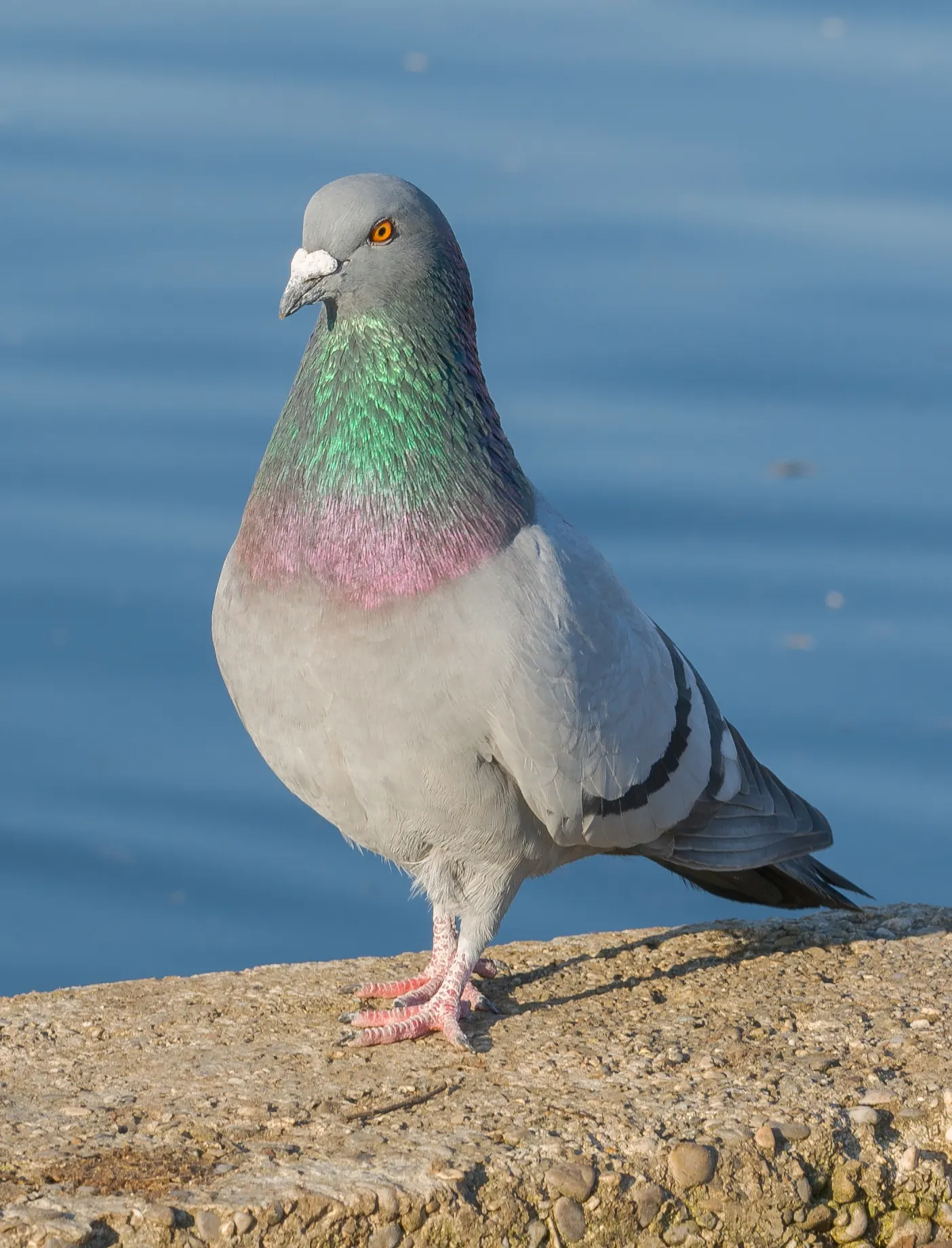 Pigeon domestique retourné à l'état sauvage (Columba livia f. domestica)