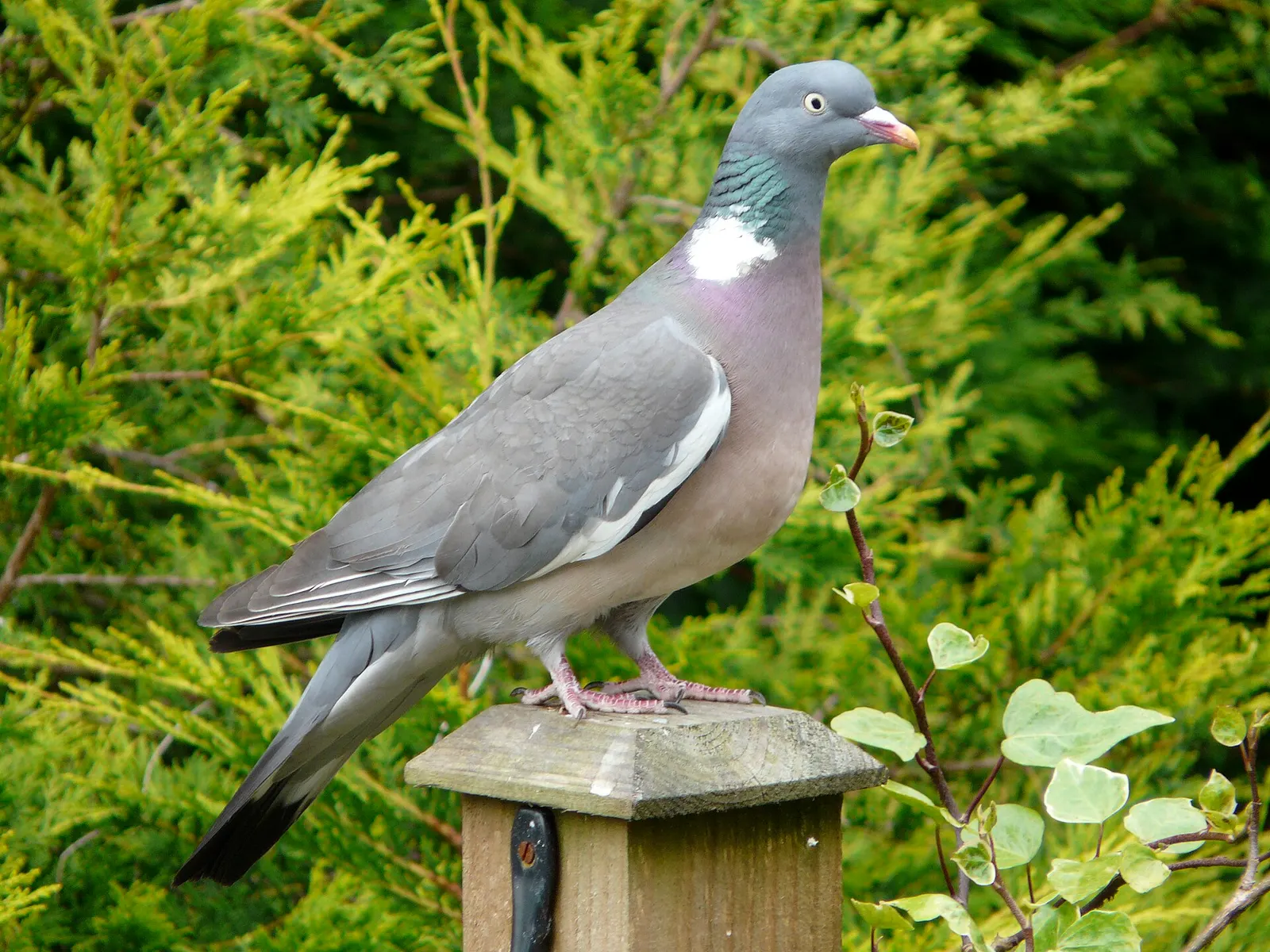 Pigeon ramier (Columba palumbus)