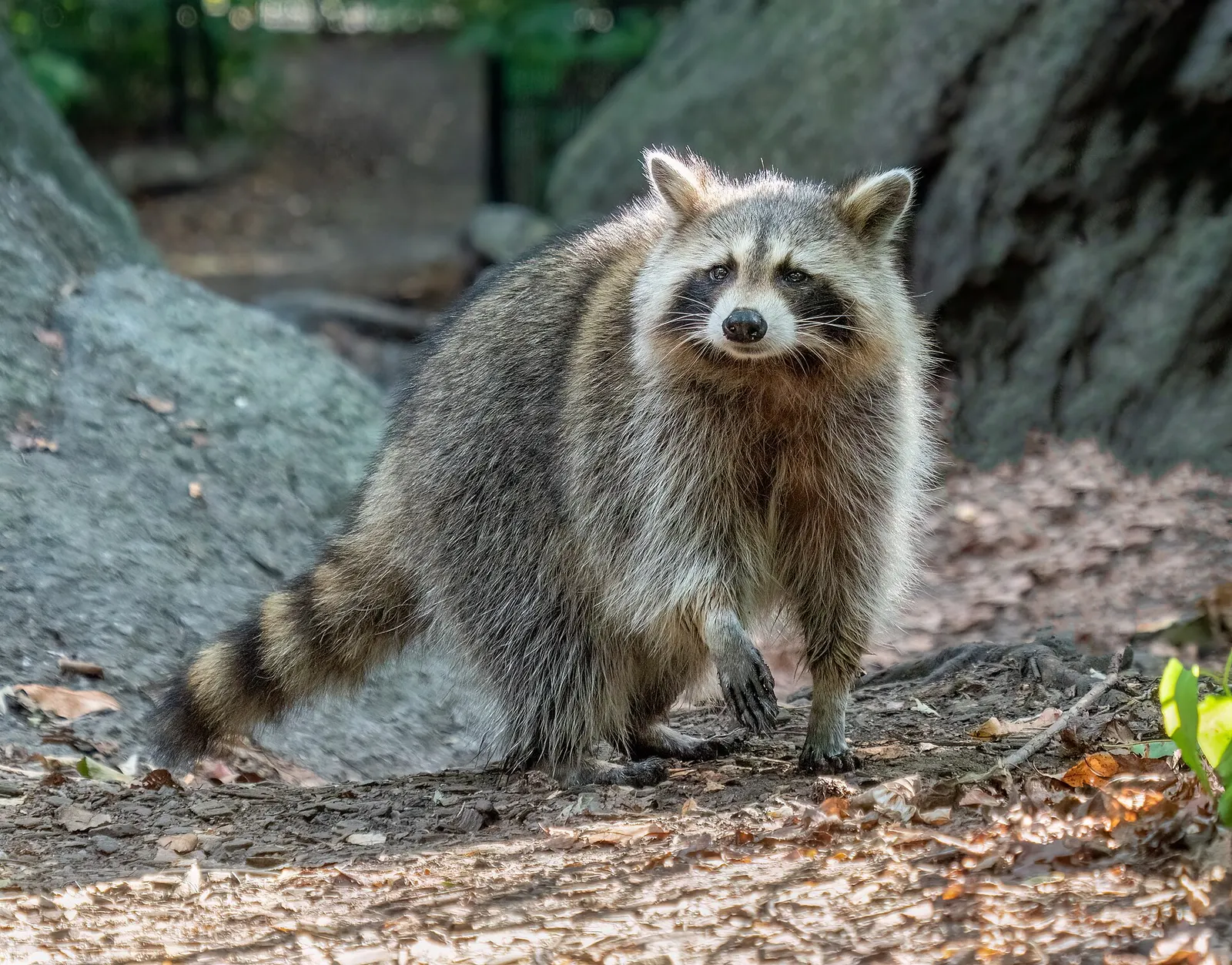 Raton laveur (Procyon lotor)
