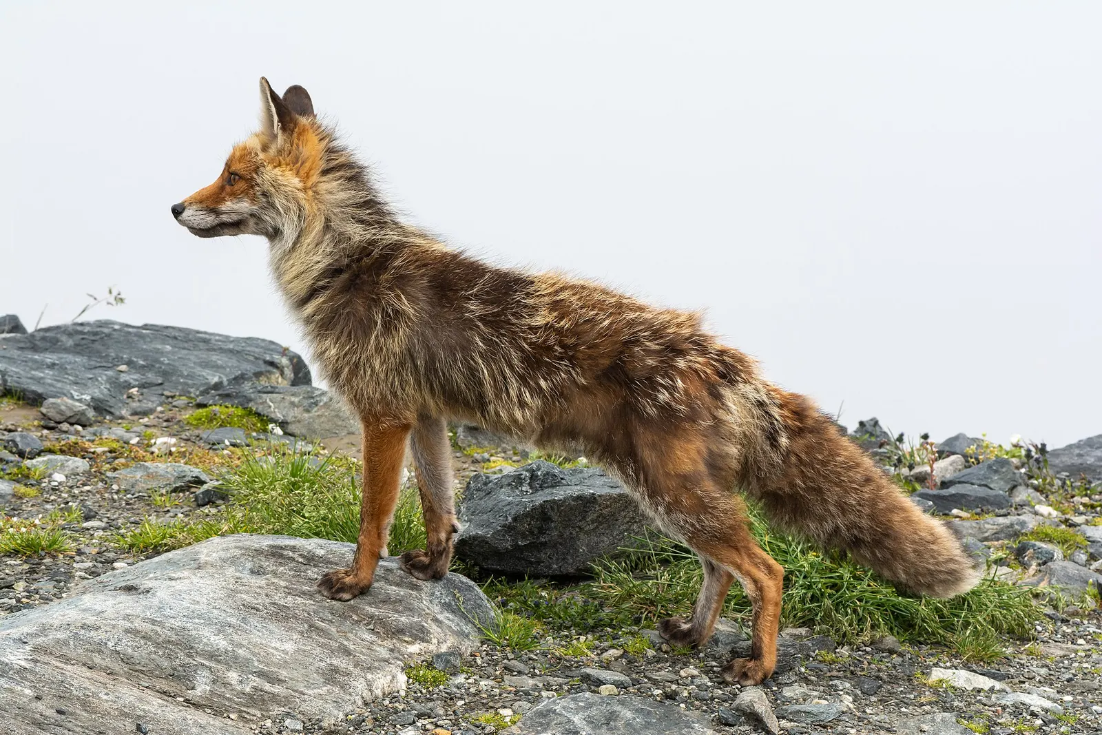 Renard roux en altitude, pelage d'été.