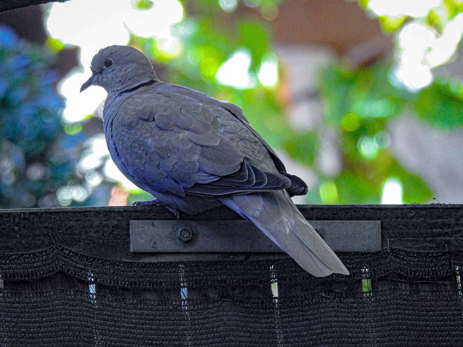 Tourterelle turque (Streptopelia decaocto)